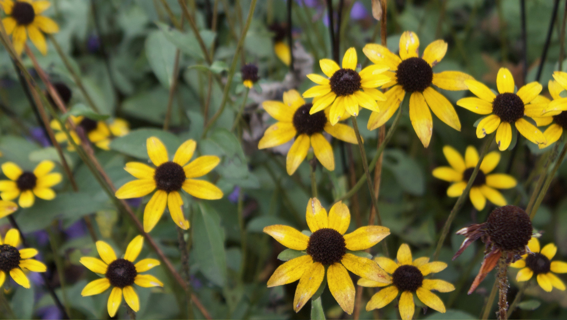 DaisiesVolunteer