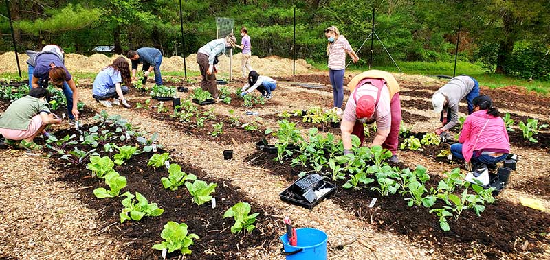 Volunteers at KPC participate in the Empowering people through food gardening project