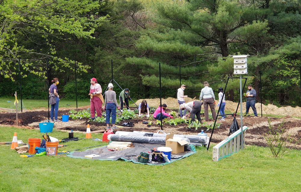 Food Garden planting