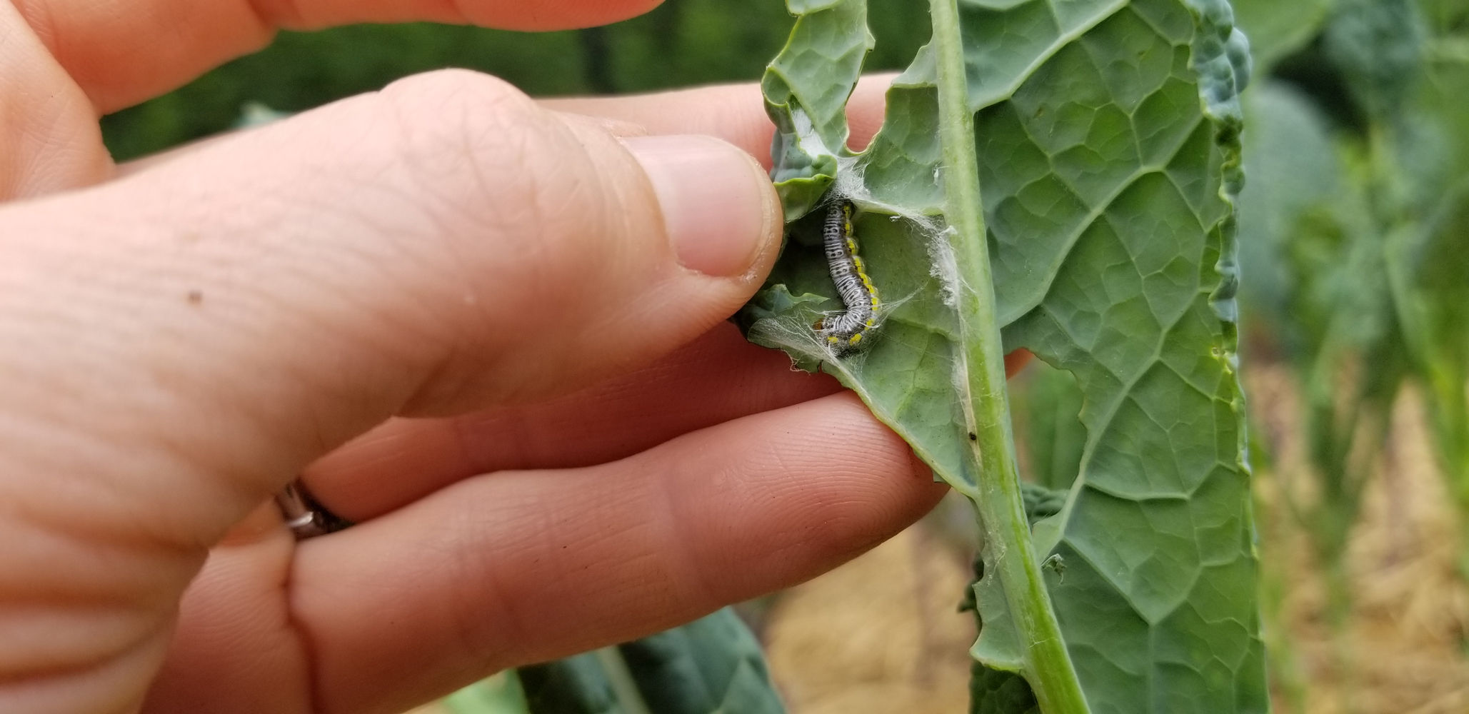 Garden-tight on bug damage