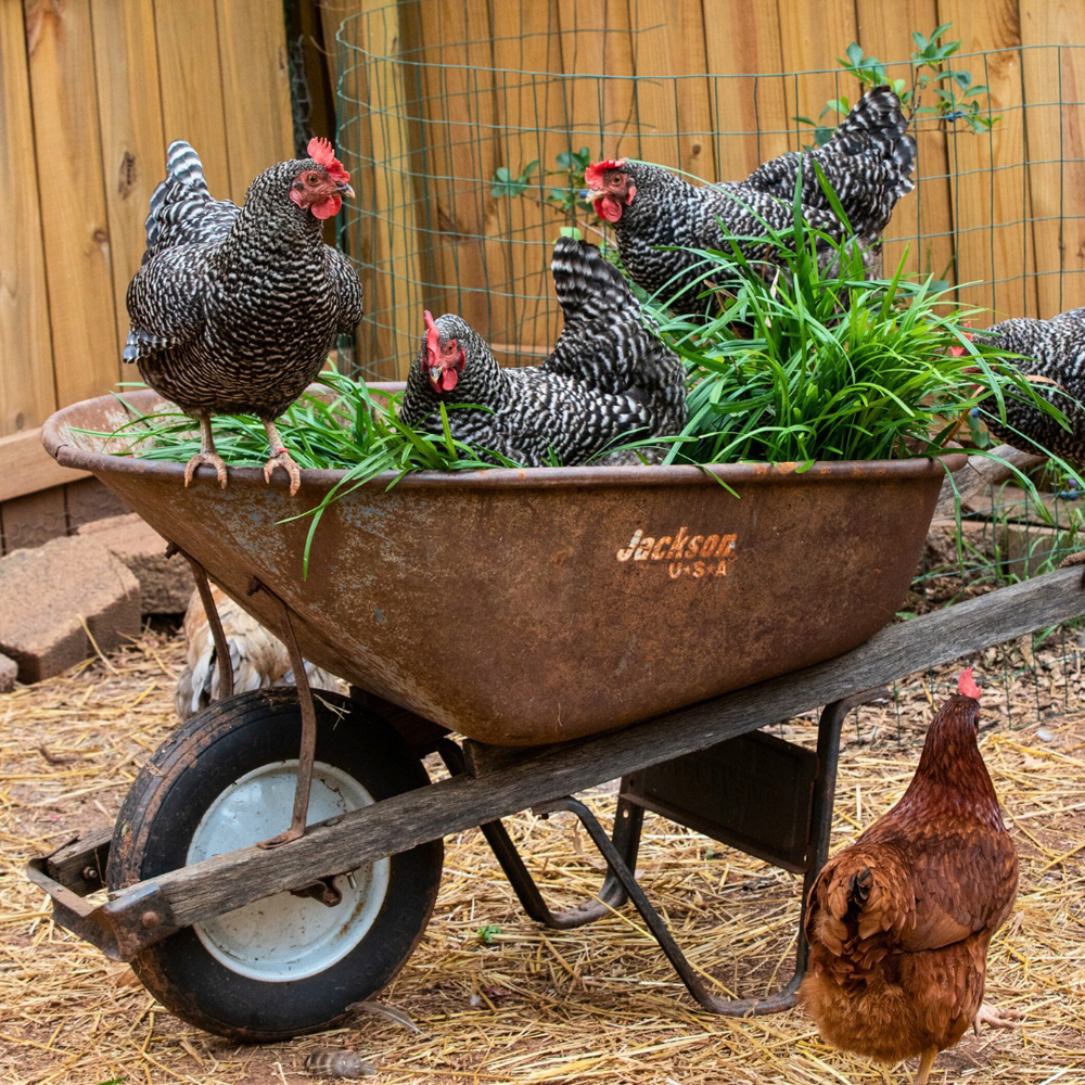 Chickens in wheelbarrow-web