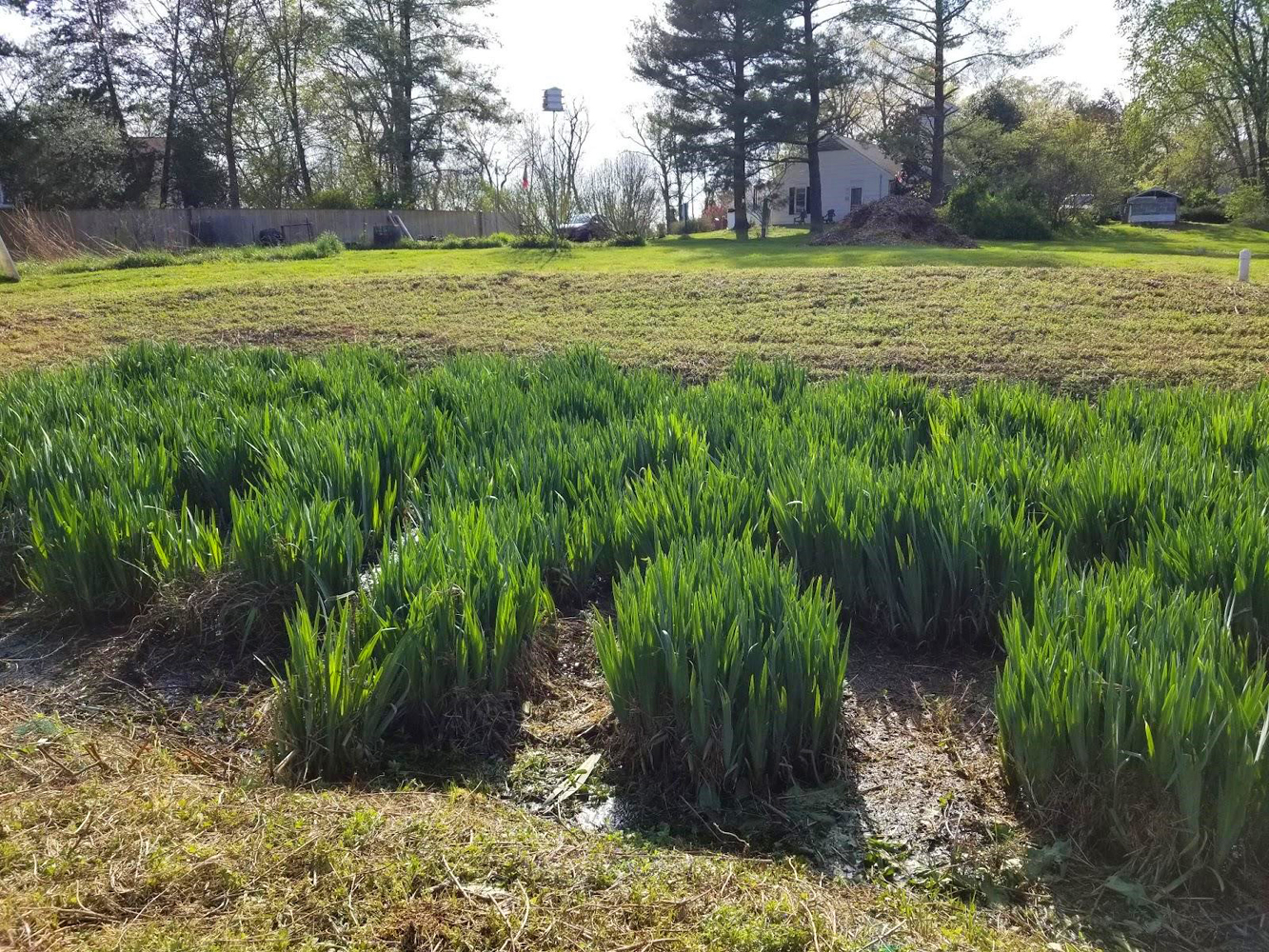 New Wetlands-web