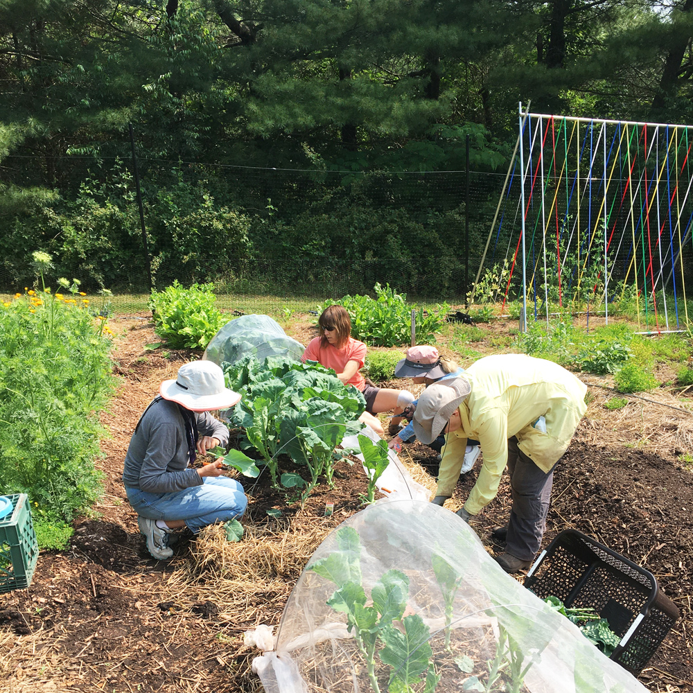 Friday harvesters in collard patch crop-web