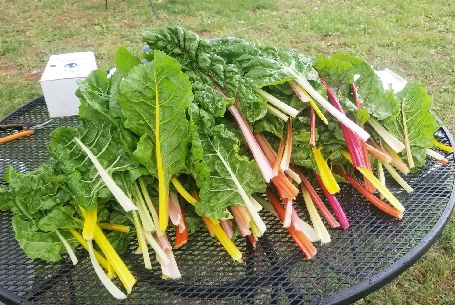 Gorgeous Rainbow Chard crop-web