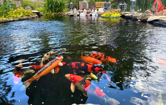 Koi fish gathered together in the koi pond