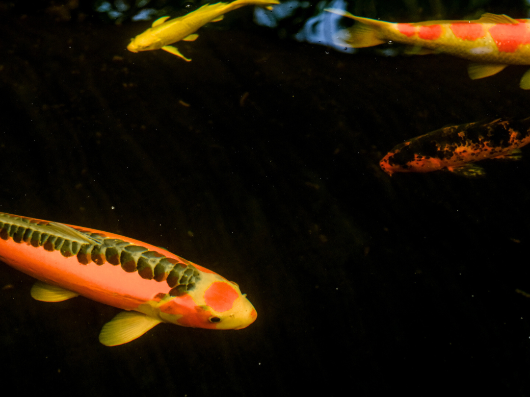 koi fish