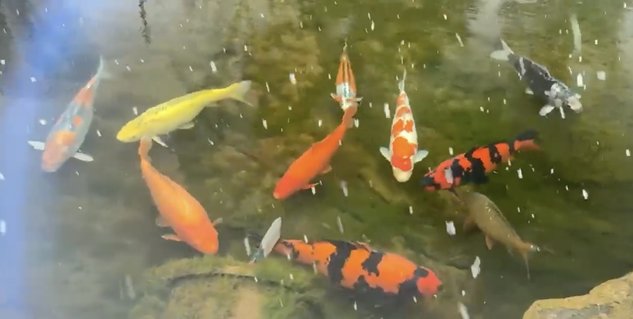 koi fish on a snowy day