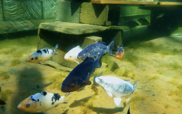 koi babies swimming
