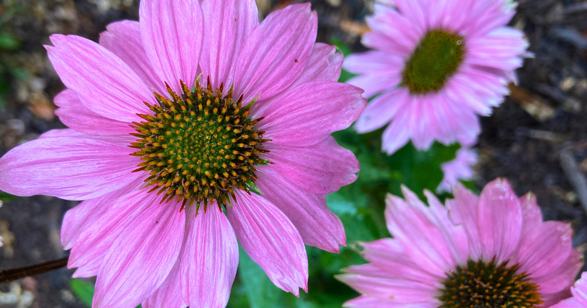 coneflowers